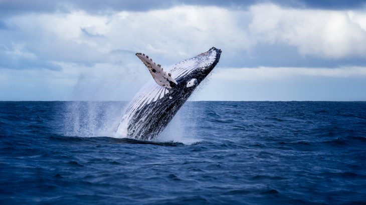 Although the population of humpback whales in the Australian Southern Ocean has almost completely recovered, their numbers are increasing at too rapid of a rate.