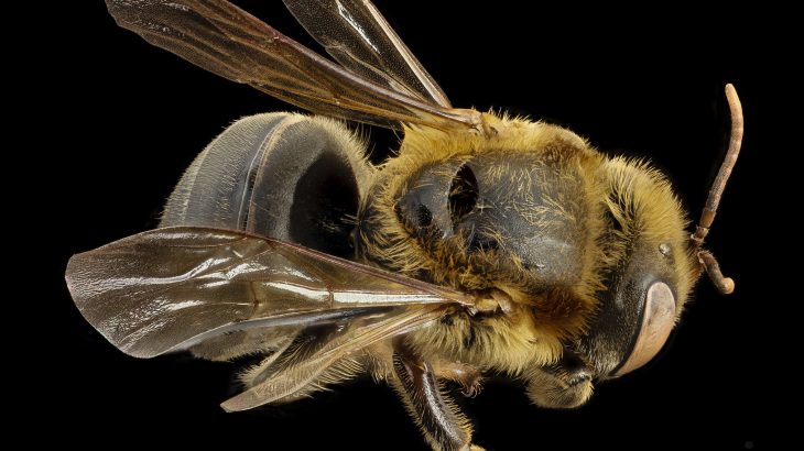 Beekeeping in the Yucatán peninsula of Mexico shows a way that agriculture and wild ecology can coexist and help native bee populations.