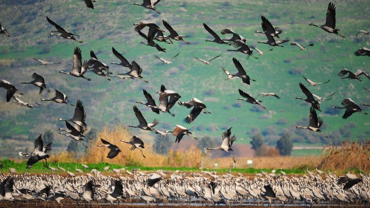 An international team of researchers has found that online interest in plants and animals mimics the natural rhythms of the real world and the passing of the seasons.