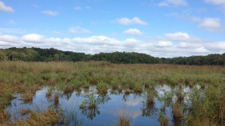 A new study has found that in response to sea-level rise, some coastal wetlands, like marshes, mangroves, and seagrasses, have begun to store more carbon in their soil.