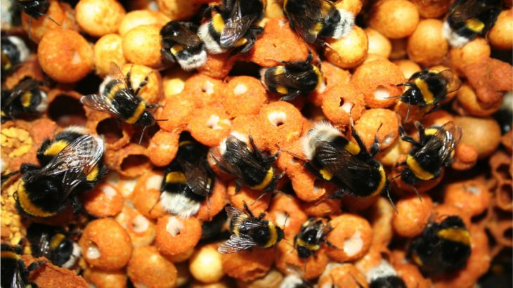 An unprecedented study led by Queen Mary University of London has revealed that the chemicals in pesticides affect bees on a molecular level.