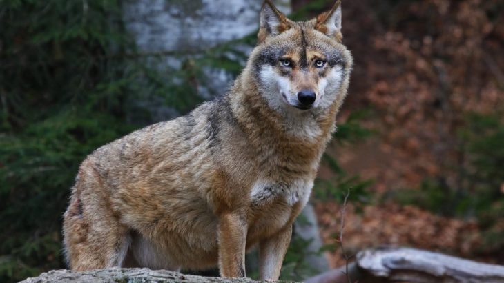 The United States Fish and Wildlife Service has announced a proposal to lift federal protections for gray wolves and revoke their endangered status in the lower 48 states.