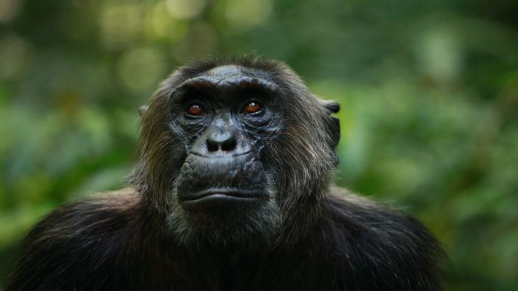 It is believed that chimps may act differently knowing humans are in such close range and may steer clear of actions that would inform hunters of their presence.