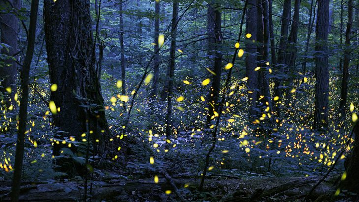 How is it that fireflies are able to suddenly synch up and send out simultaneous signals together in unison? And what would it take for this structure to be disrupted?