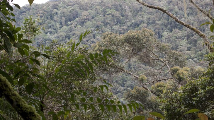 Over a hundred new species of beetle have recently been discovered on the Indonesian island of Sulawesi, known for being home to unique species like the deer-pig.