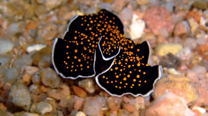 New research into the geometry of frills of sea slugs could help engineers develop flexible soft-body robots that move around with ease.
