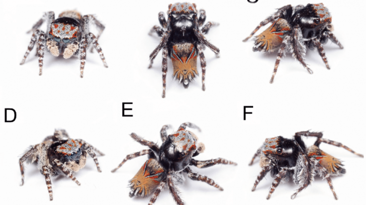 Monash University research assistant Joseph Schubert has described three new peacock spider species, including Maratus combustus, pictured here. (Image credit: Joseph Schubert.)