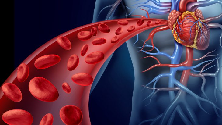 New research from the European Society of Cardiology has found a link between the health of our blood vessels and our brains.