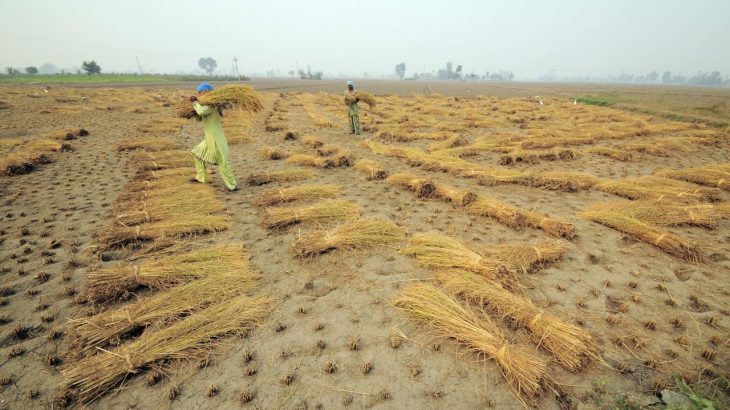 A new study has found that principal crops like wheat, maize, and rice will be impacted by future changes to rainfall patterns caused by climate change.