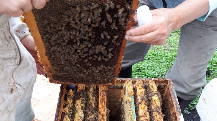 Researchers at the University of British Columbia (UBC) have discovered that honey samples can be used to measure environmental pollution.