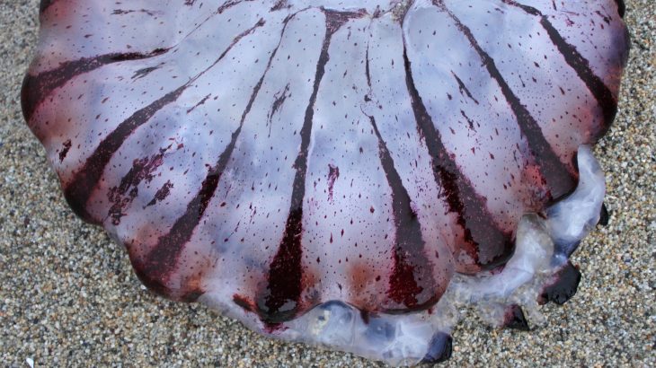 These species were escaping the 2014-16 marine heatwave, and until this point, the majority of them had never been located this far north before.