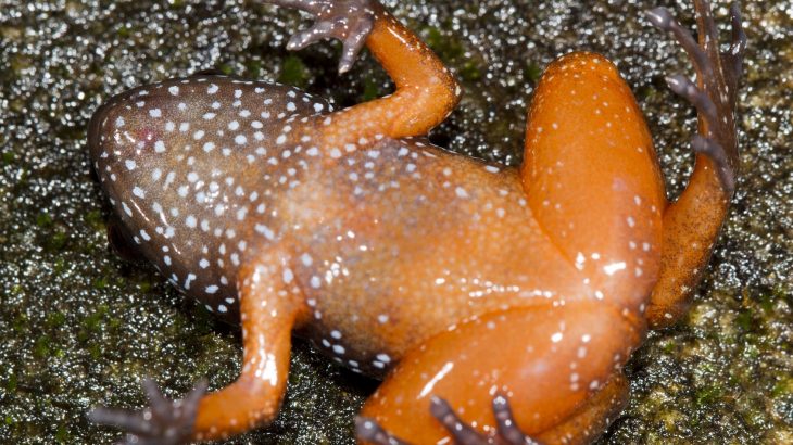 Expeditions into the Western Ghats mountain range in Southern India led to the discovery of a new frog species that has a vivid orange belly and white spots around its face.