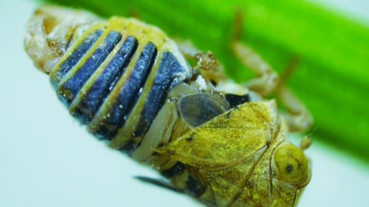 One unusual trait of the planthopper is the way the bug attracts a mate by sending vibrational calls along the plant stems that they perch upon.