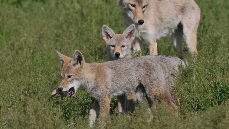 A new study shows that coyote parents who are unafraid of being near people raise pups that have the same fearlessness.