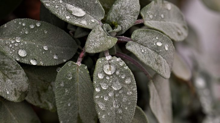 sage plant