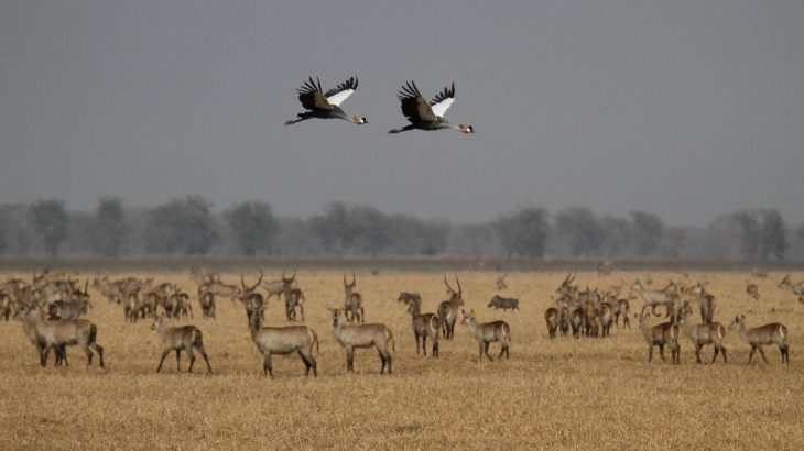 Researchers from Gorongosa National Park in Mozambique have found that if protected environmental areas are provided, large herbivores can sustainably bounce back after wartime.