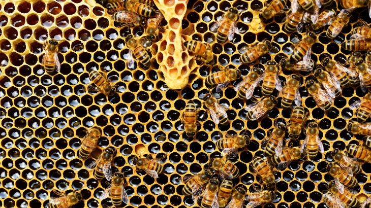 Bees crawling on a honeycomb with honey.