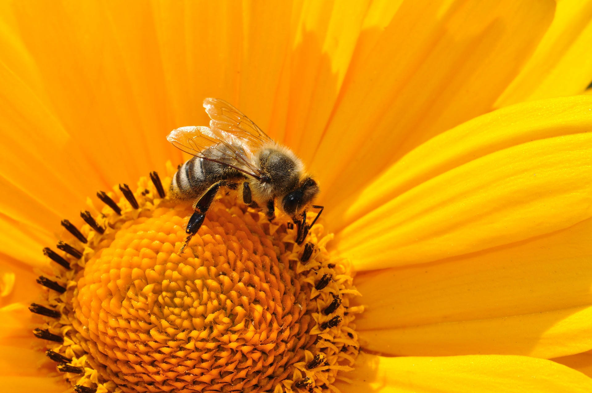 Are Bees Endangered? - Earthpedia - Earth.com