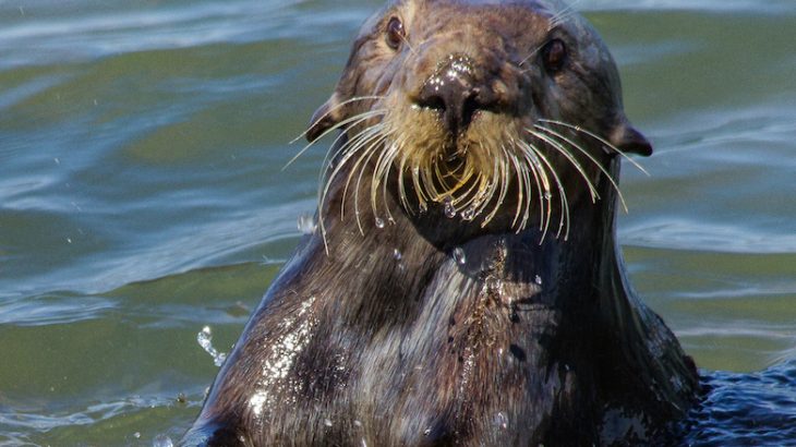 Sea otters are the only marine mammal to use stone tools, often using stationary rocks along the shoreline to crack open mollusks.