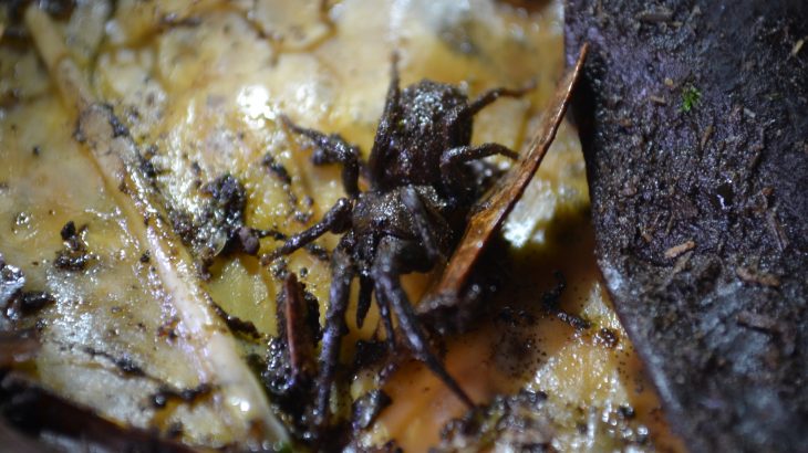Despite their abundance in north and central South America, bald-legged spiders have been found for the first time in Colombia.