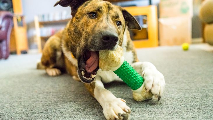 Just like humans, dogs have inherited many quirks from their canine ancestors dating back to before and as a result of domestication.