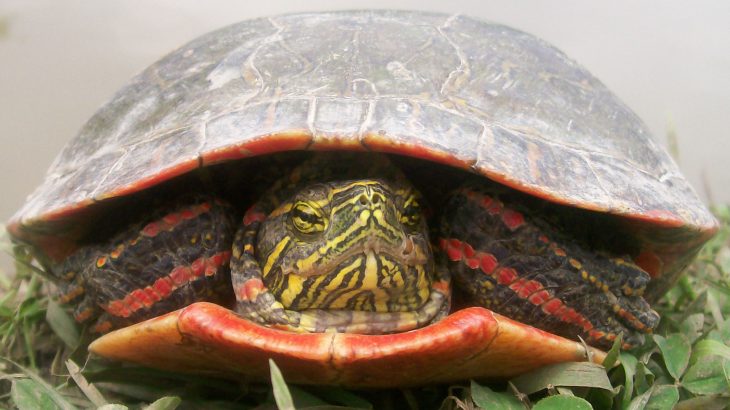 Climate change could drive painted turtles to extinction due to temperature-dependent sex determination, according to a new study.