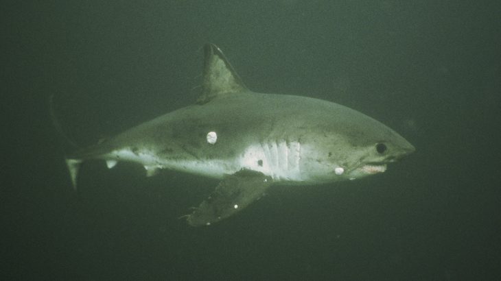 Researchers from Stanford University created a map that identifies intersections between shark and tuna populations and fishing vessels.