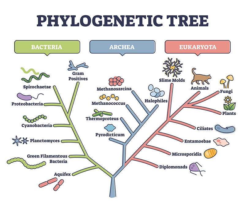 Phylogenetic tree of life