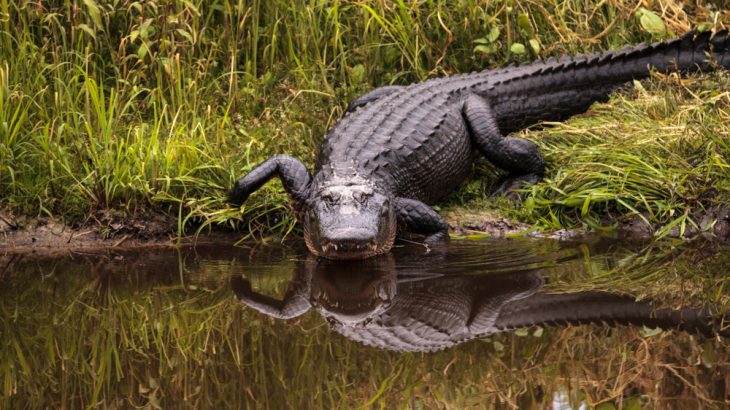 An analysis of how alligators determine where sounds are coming from has revealed that reptiles and birds may have evolved spatial hearing independently of mammals.
