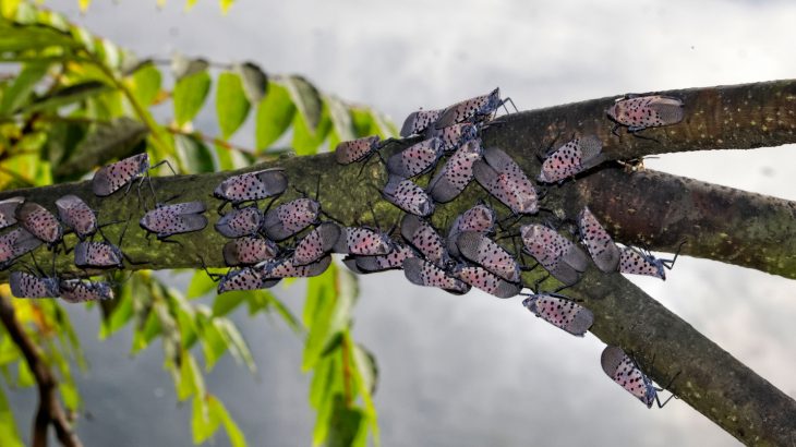 As global shipping traffic increases over the next 30 years, so will the distribution of invasive species around the world.
