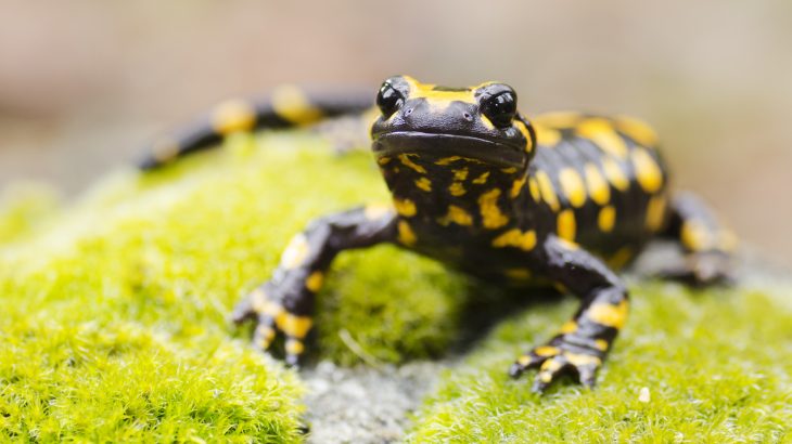 A new study led by Harvard University is providing new insight into how animals are capable of regeneration.