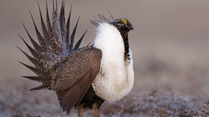 The Trump administration announced plans to loosen sage grouse protections, which would make it easier for oil and gas companies to drill in those habitats.