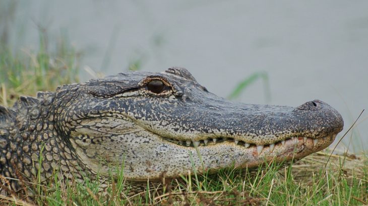 A new study from the University of Maryland shows that like birds, alligators analyze and chart sound location via neural maps.