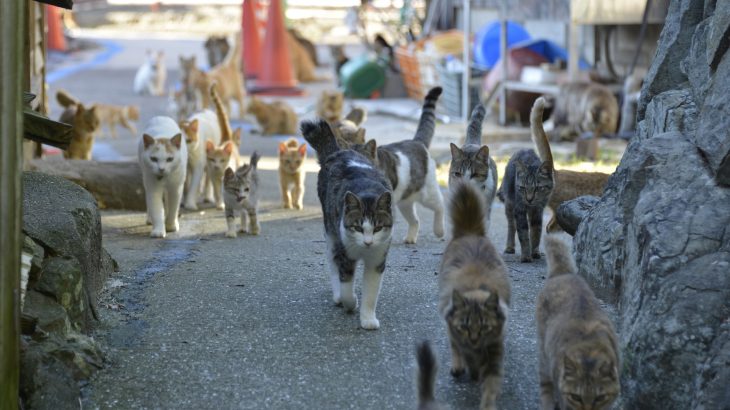 While the cats can be seen as a unique way to bring tourists into an area, their welfare may be jeopardized without the necessary care.
