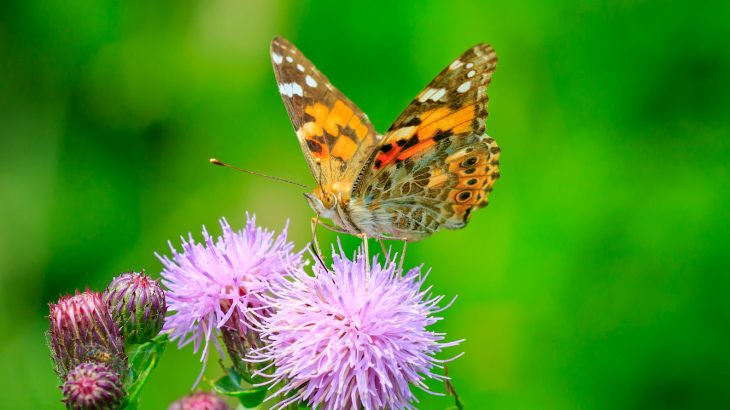 Huge swarms of butterflies known as “painted ladies” are captivating audiences in Southern California this month as they make their annual trip to the Pacific Northwest. Huge swarms of butterflies known as “painted ladies” are captivating audiences in Southern California this month as they make their annual trip to the Pacific Northwest.