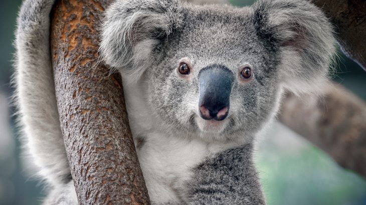Machine learning is proving useful in more places than you might imagine, and many conservation biologists are taking advantage of these powerful tools.