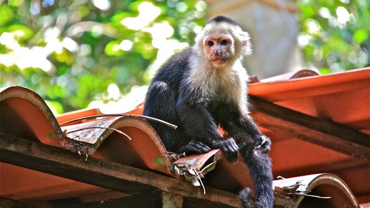 According to a new model, primate species that can harbor and potentially spread the Zika virus are common and often live near people.