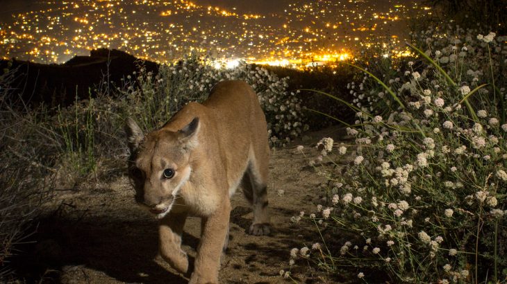 Two species of mountain lions located in California’s Santa Ana and Santa Monica Mountains are at risk of going extinct within 50 years.