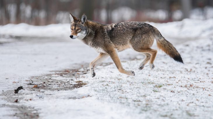 A recent investigation into deer populations across the eastern U.S. has revealed that coyotes do not affect deer numbers on a large scale.