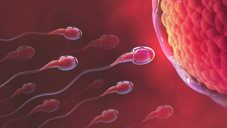 A new study led by the University of York has uncovered a mechanism that helps sperm achieve their mission of fertilizing an egg.
