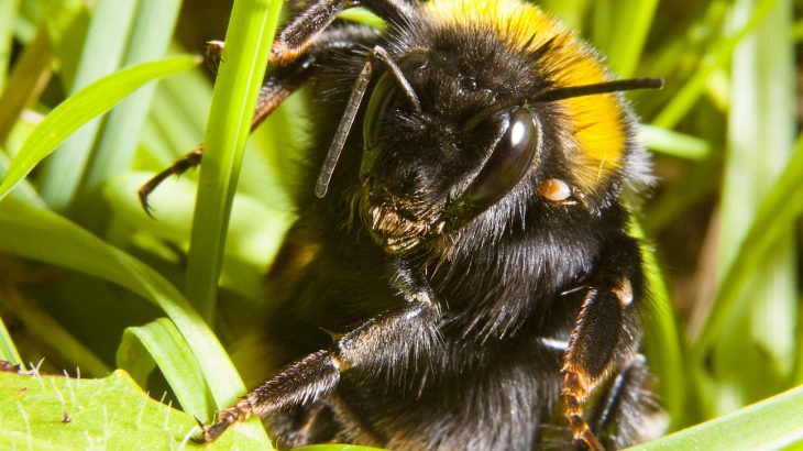 Researchers have found that after hibernating in the winter, queen bumblebees spend most of their time resting under dead leaves and grass.