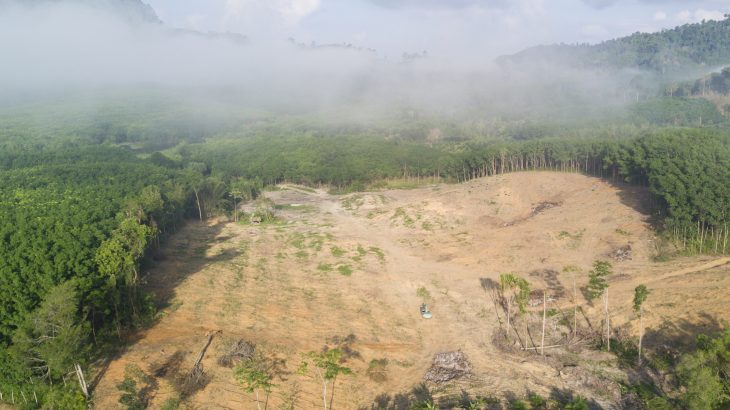A new study details a new model that quantifies how deforestation affects local surface temperatures by changing sunlight-reflection and evapotranspiration properties.