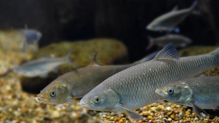 The far-reaching impacts of nonnative lake trout in Yellowstone Lake is the perfect example of how one species can upset an entire ecosystem.