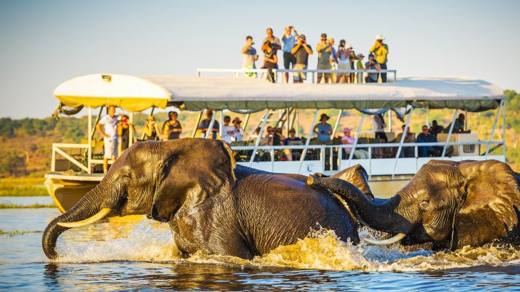 Herds of elephants often became anxious and moved away from the tourists when multiple vehicles were observing them.