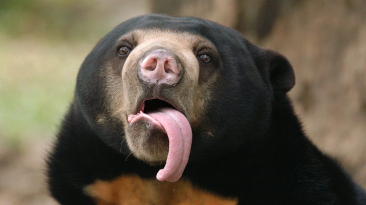 New research shows that the endangered sun bear, the world’s smallest bear species, is able to mimic the facial expressions of its fellow bears.