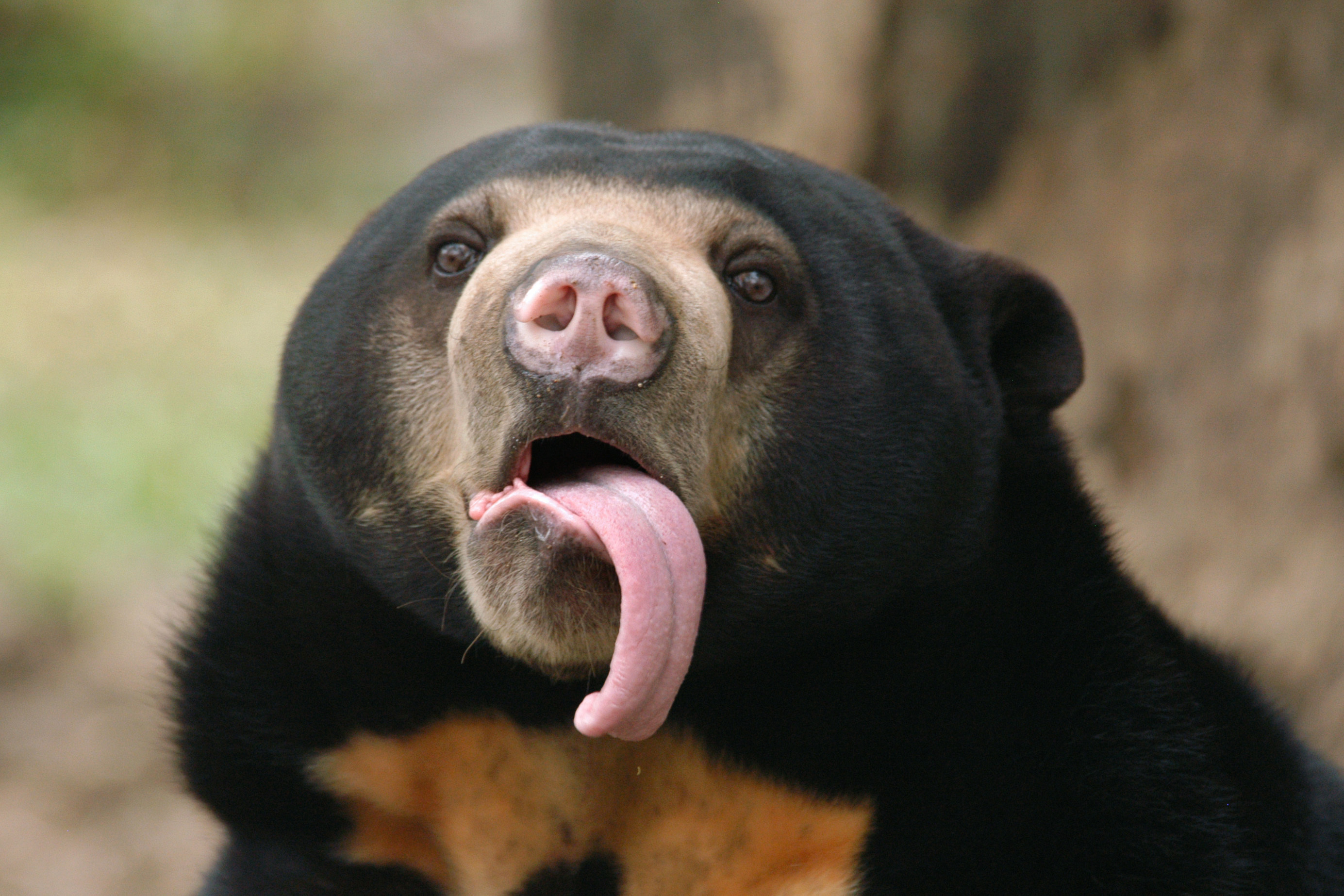 Like humans, bears communicate by copying each other’s facial