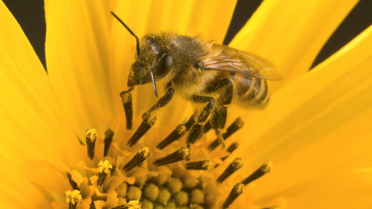 A new study from the U.S. Department of Agriculture has found that honey bee colonies become more healthy and productive with a cover of clover species and alfalfa.
