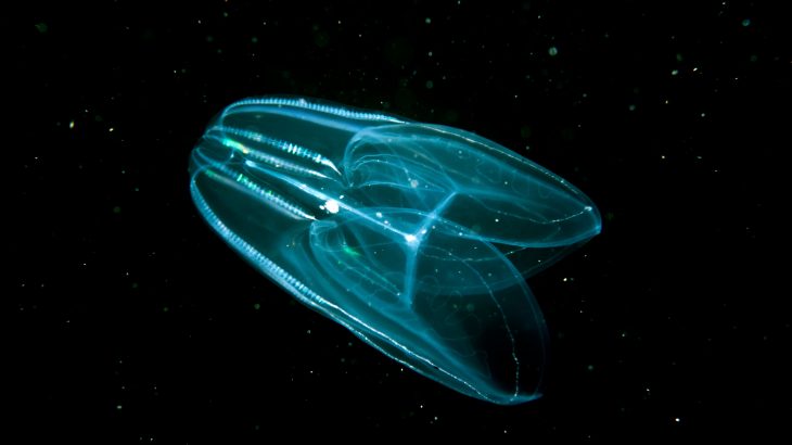 Comb jellies are iridescent swimming carnivores that are covered in hairy like protrusions called cilia.