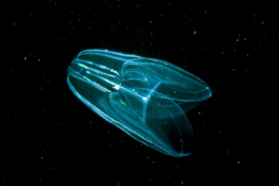 Comb jellies given new spot on the evolutionary tree of life •