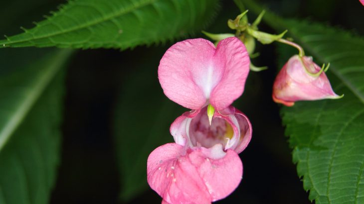 Himalayan balsams have spread rapidly and are forcing out native wild plants. Part of the reason they're thriving is because of nitrogen emissions from diesel cars.